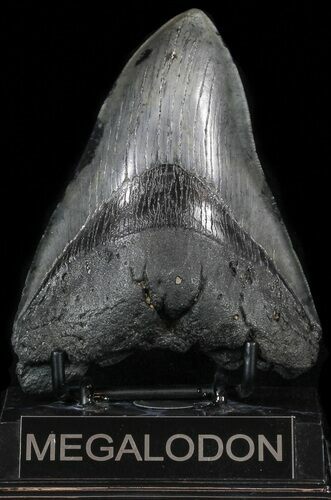Fossil Megalodon Tooth #56968